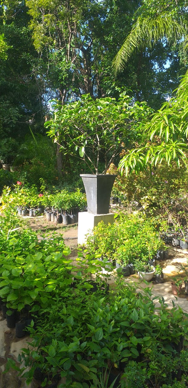 Thuru Sewana Plant Nursery