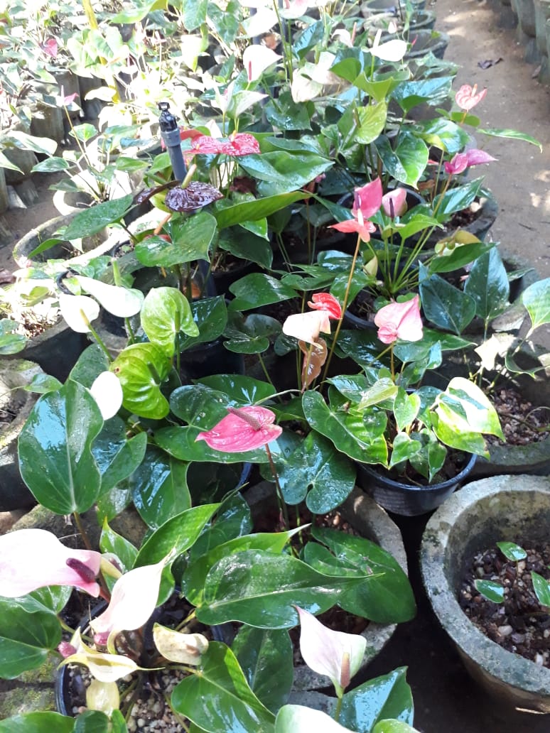 kumari plant nursery